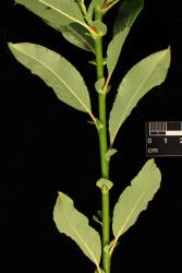 Salix gracilistyla. View of branchlet from below.
 Image: D. Glenny © Landcare Research 2020 CC BY 4.0